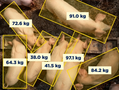 Barkom Pigs - top image - right - Lemberg Solutions.jpg