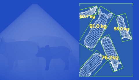 Section image - Embedded vision prototype for livestock weight monitoring - Lemberg Solutions